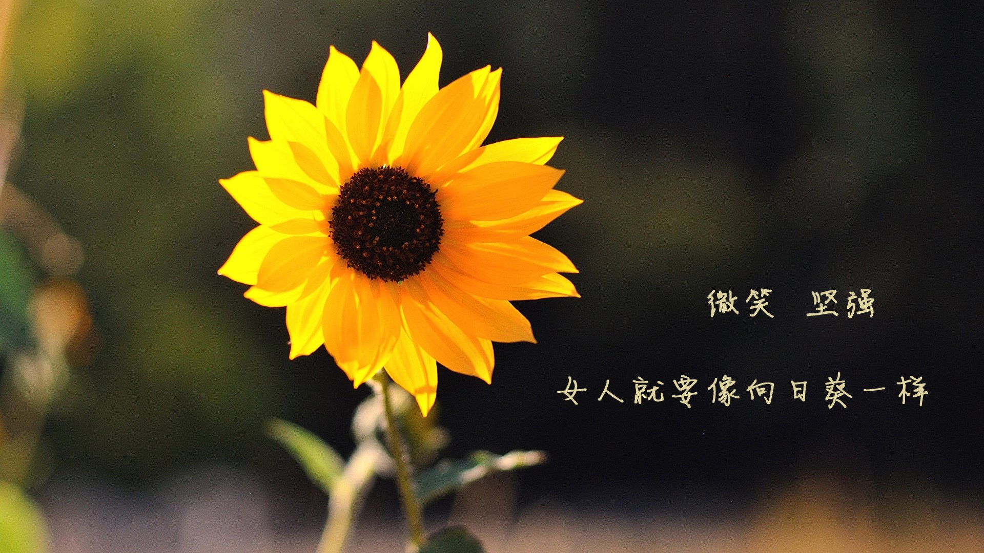 九游app官网下载-伯恩茅斯保级战火升级，拼死一搏，伯恩茅斯怎么样