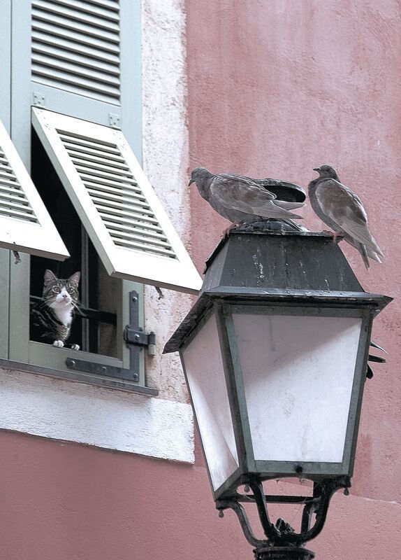 九游登录入口-青少年足球比赛逐步实现百场直播，关注度持续增长，青少年足球直播平台