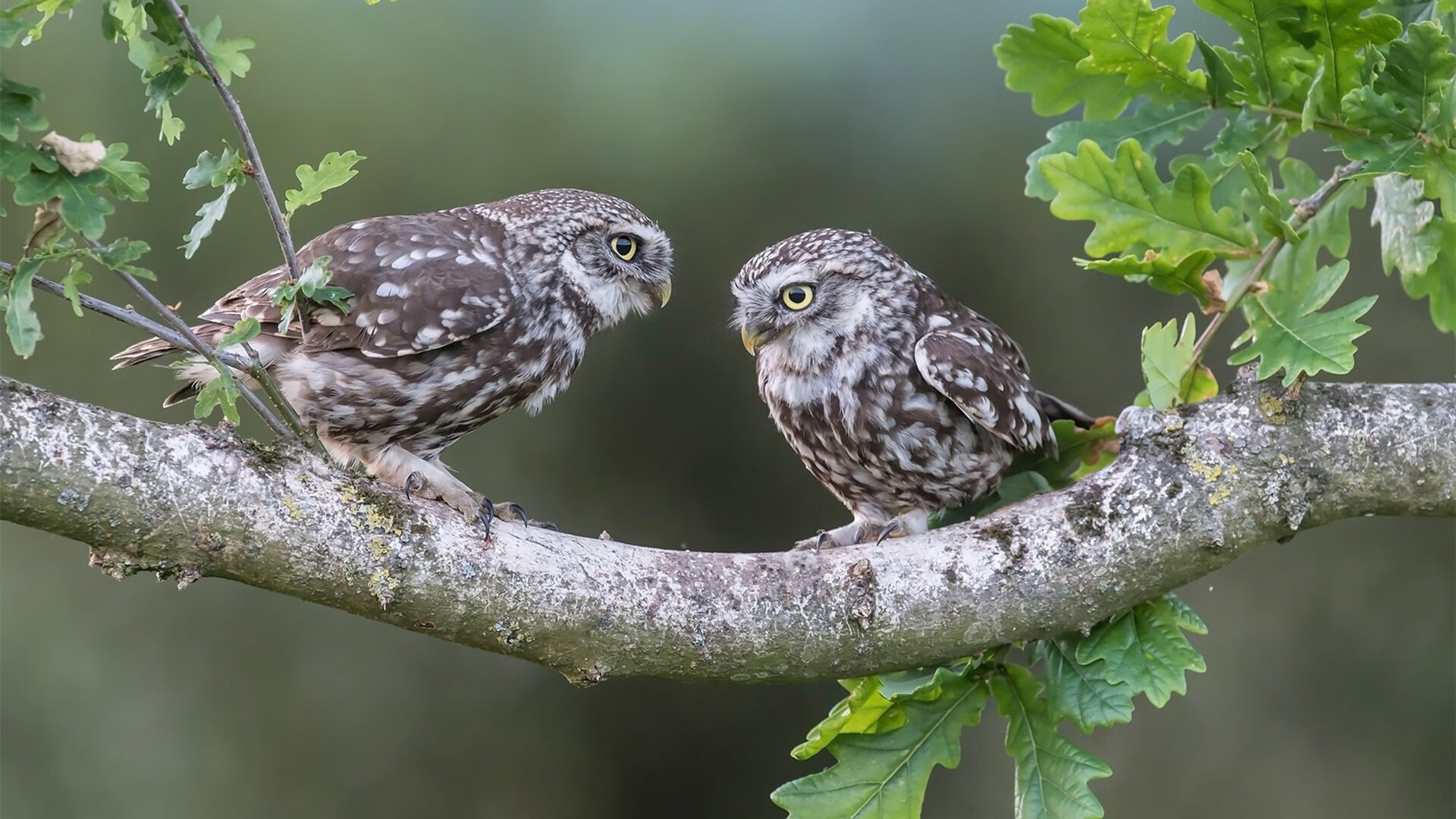 九游app下载中心-韩国女将自由泳展现强劲冲刺力，韩国自由泳名将